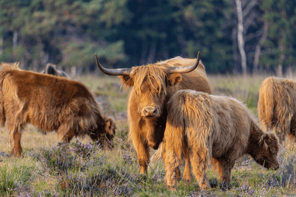 Schermafbeelding 2024 10 04 134903